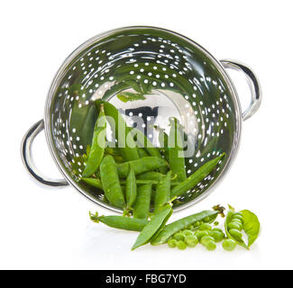 Frisch gepflückt zu Hause angebaute Bio Erbsen in einem Sieb Stockfoto