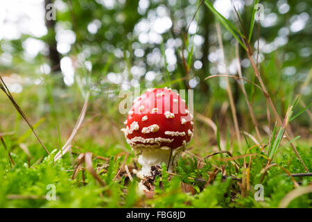 Junger Fliegenpilz (Amanita Muscaria), Darß Wald Darß, Fischland-Darß-Zingst, Western Region Nationalpark Vorpommersche Stockfoto