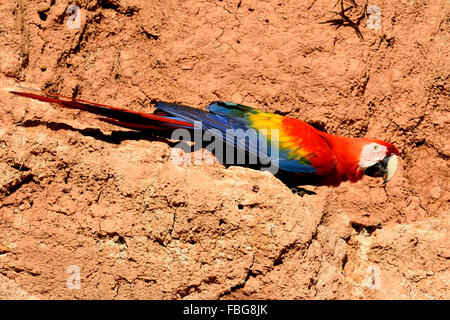 Hellroten Aras (Ara Macao) auf Lehm Wand, Manu Nationalpark, UNESCO-Weltkulturerbe, Peru Stockfoto