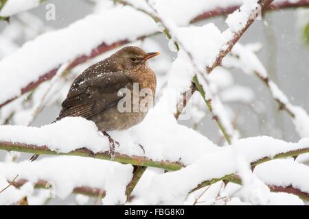 Eurasische oder gemeinsame Amsel (Turdus Merula), weibliche rose Zweig, Schnee, Deutschland Stockfoto