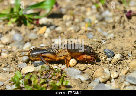 Europäische Mole Cricket (Gryllotalpa Gryllotalpa), Burgenland, Österreich Stockfoto