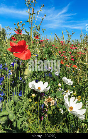 Feld mit roter Mohn und Gänseblümchen Stockfoto