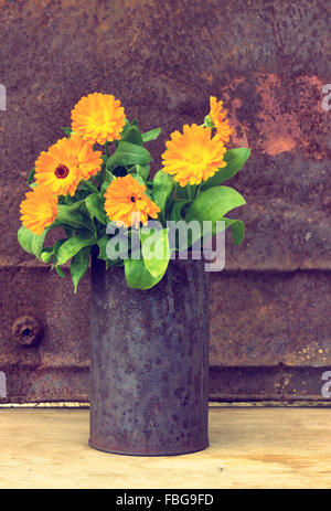 Ringelblumen (Calendula Officinalis) Stockfoto