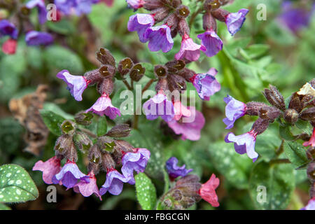 Pulmonaria Officinalis, Lungenkraut blaue Blume Stockfoto