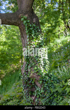 Baum bedeckt mit Creepers Ivy Hedera Helix Stockfoto