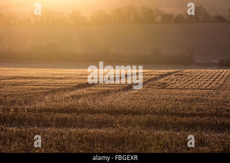 Hill Farm, Morestead, Hampshire, UK, 16. Januar 2016. Großbritannien Wetter. Tagesanbruch sieht eine feine Wintermorgen mit Frost und klarem Himmel als tiefstehende Sonne über die Felder fegt.  Bildnachweis: Patricia Phillips/Alamy Live-Nachrichten Stockfoto