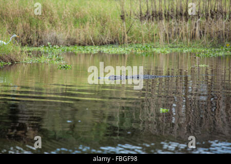 Amerikanischer Alligator schwimmen entlang der Myakka River. Stockfoto