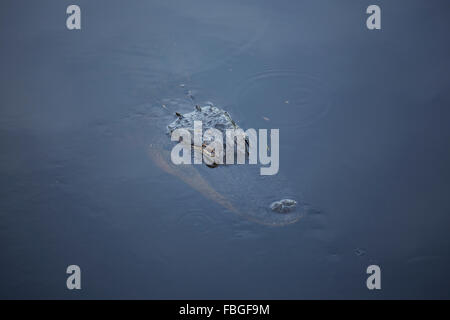 Amerikanischer Alligator im Fluss. Stockfoto