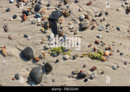 Steinen und Algen am Sandstrand in Nahaufnahme Stockfoto