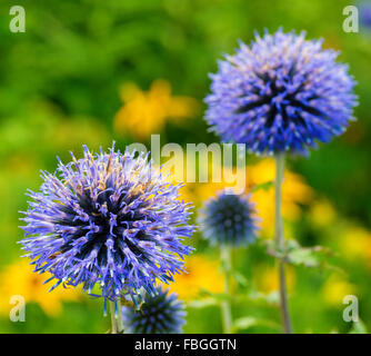 Globe Disteln im heimischen Garten. Stockfoto