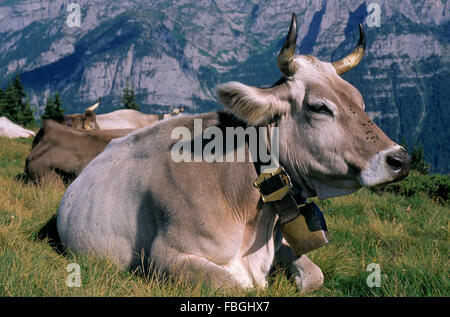 Kuh (Bos Taurus) liegen auf dem Rasen in den Bergen, Trentino Alto Adige, Italien Stockfoto