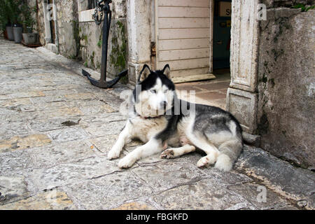 Budva, Montenegro - Siberian Husky liegt vor dem Angeln Ausrüstung Laden in der Altstadt warten auf Master und einen schönen Wintertag genießen Stockfoto