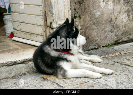 Budva, Montenegro - Siberian Husky liegt vor dem Angeln Ausrüstung Laden in der Altstadt warten auf Master und einen schönen Wintertag genießen Stockfoto