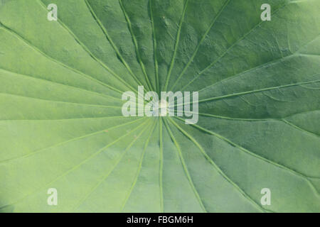Wassertropfen auf Lotusblatt Stockfoto