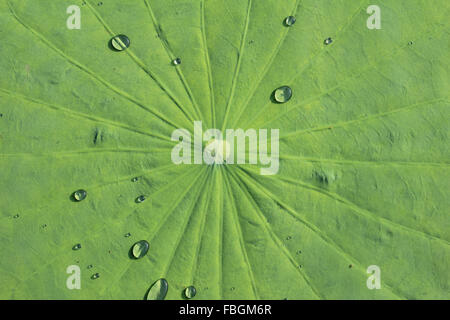Wassertropfen auf Lotusblatt Stockfoto