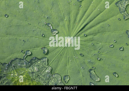 Wassertropfen auf Lotusblatt Stockfoto