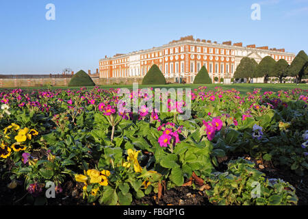 Hampton Court, London, UK. 16. Januar 2016. Eine bunte Anzeige von violetten Primeln und gelben Stiefmütterchen gepflanzt in den formalen Gärten in Hampton Court Palace. Bildnachweis: Julia Gavin UK/Alamy Live-Nachrichten Stockfoto