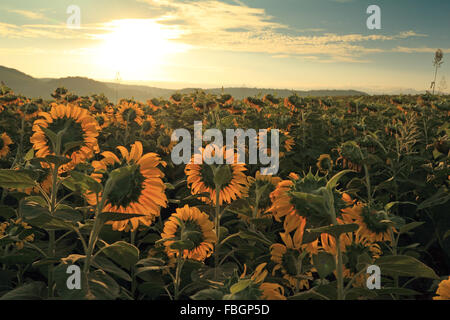 Sonnenaufgang am Sonnenblumenfeld Stockfoto