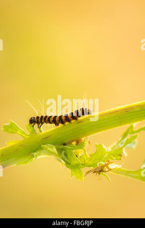 Raupe eines sechs-Spot Burnet (Zygaena Filipendulae) Motte oder Schmetterling kriecht einen Stiel Stockfoto