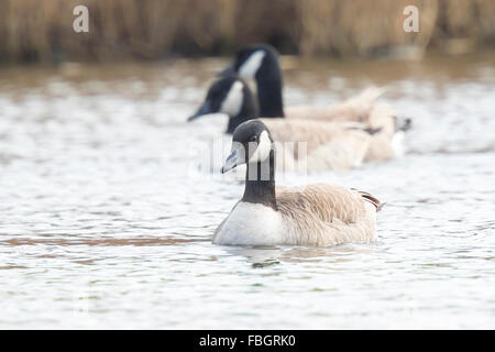 Drei kanadische Gänse, Branta Canadensis, Schwimmen in einem See. Stockfoto