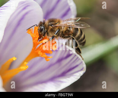 Makro - Insekten - Biene auf violett gestreift crocus Stockfoto