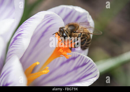 Makro - Insekten - Biene auf violett gestreift crocus Stockfoto