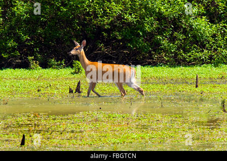 Ein Seeadler Doe Reh in einem Feuchtgebiet Marsh in Monroe County, Indiana, USA. Stockfoto