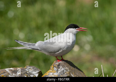 Küstenseeschwalbe (Sterna Paradisaea) auf Nährböden, Farne Islands, Northumberland, UK. Juni. Stockfoto