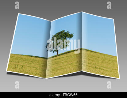 Eine Eiche und einer Bank stehend auf einem Hügel in einem Weizenfeld im Sommer Stockfoto