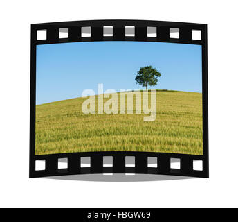 Eine Eiche und einer Bank stehend auf einem Hügel in einem Weizenfeld im Sommer Stockfoto