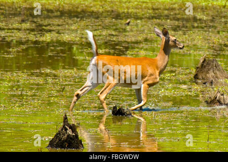 Ein Seeadler Doe Reh in einem Feuchtgebiet Marsh in Monroe County, Indiana, USA. Stockfoto