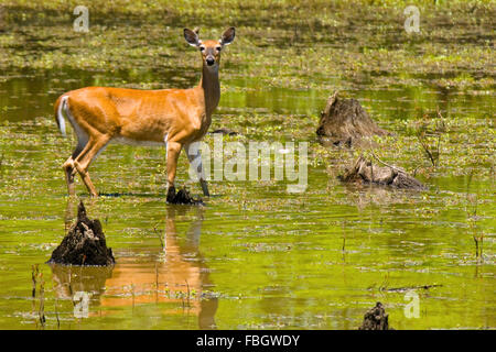 Ein Seeadler Doe Reh in einem Feuchtgebiet Marsh in Monroe County, Indiana, USA. Stockfoto