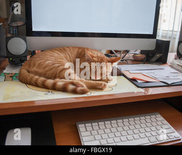 Weiten Blick über schlafen Tabby Kitten zusammengerollt in einer Kugel. Stockfoto