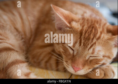 Nahaufnahme des Schlafens Tabby Kitten Gesicht Stockfoto