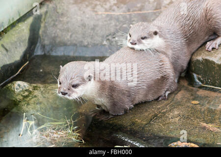 Asiatischen kurze krallte Otter (Amblonyx Cinerea), auch bekannt als kleine orientalische Clawed Fischotter. Stockfoto