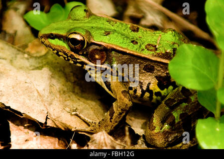 Eine nördliche Leopard Frog (Lithobates Pipiens) auf dem Boden in der Nähe von einem Teich. Stockfoto