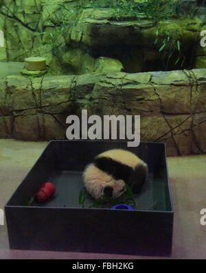 Washington, DC, USA. 16. Januar 2016. Giant Panda Cub Bei Bei schläft im Smithsonian National Zoological Park in Washington, DC, USA, 16. Januar 2016. Bei Bei debütierte öffentlichen hier am Samstag. Bildnachweis: Bao Dandan/Xinhua/Alamy Live-Nachrichten Stockfoto