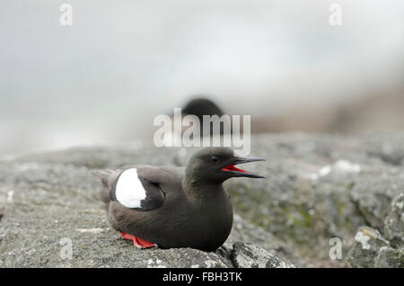 Schwarzen guillemot Stockfoto