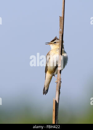 Hockende Schilfrohrsänger (Acrocephalus Schoenobaenus) singt. Moscow Region, Russland Stockfoto