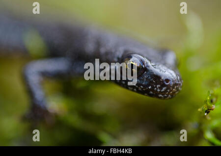 Great Crested Newt Stockfoto