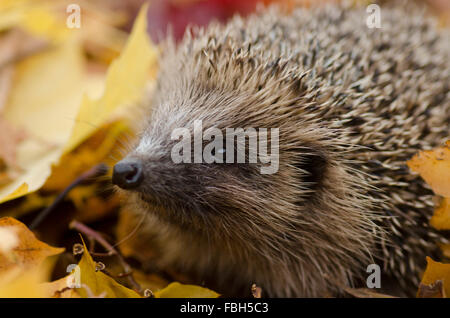 Igel im Laub (Erinaceus Europaeus) Stockfoto