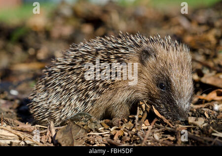 Igel im Laub (Erinaceus Europaeus) Stockfoto