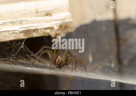 Haus Spinne, Nottingham eine der größten Spinnen in den UK Haus Spinnen kommen im Innenbereich für Wärme und die Abundence der Insekten Stockfoto