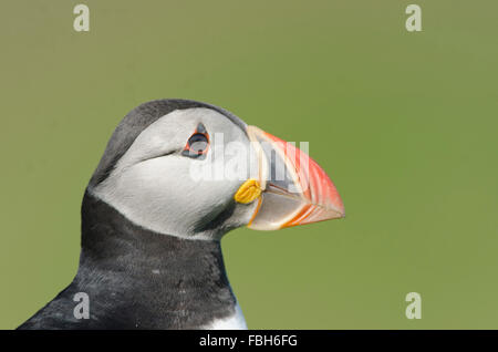 Papageitaucher (Fratercula Arctica) Stockfoto