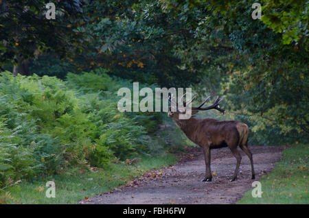 Rothirsch, Wollaton Park Nottingham als der herbstlichen Brunft beginnt das Männchen herumlaufen auf der Suche nach Weibchen und andere Hirsche, Fiqh Stockfoto