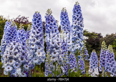 Hohes Licht blau Delphinium Blumen in einem krautigen Rand eines englischen Gartens. Stockfoto