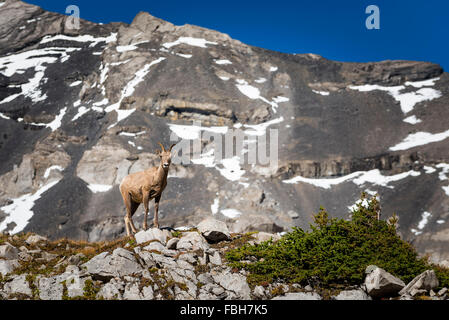 Wilde Herde von hoch oben in einem Berg Cirque große gehörnte Schafe. Kananaskis Country Alberta Kanada Stockfoto