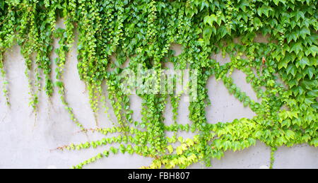 Efeu - immergrüne Kletterpflanzen an der Wand Stockfoto