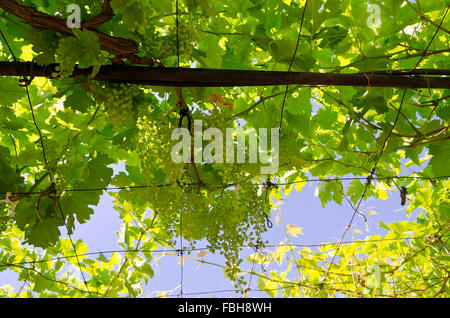 Bio-Weinbau im Norden Bulgariens im Sommer Stockfoto