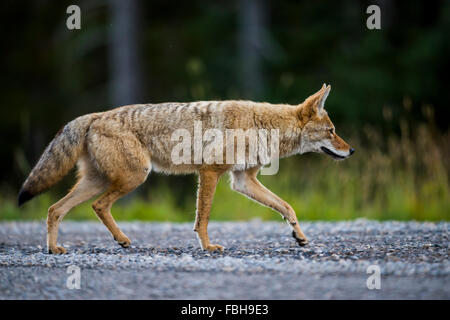 Wild Coyote-Jagd in einer am Straßenrand Wiese in den Rocky Mountains von Alberta Kanada Stockfoto